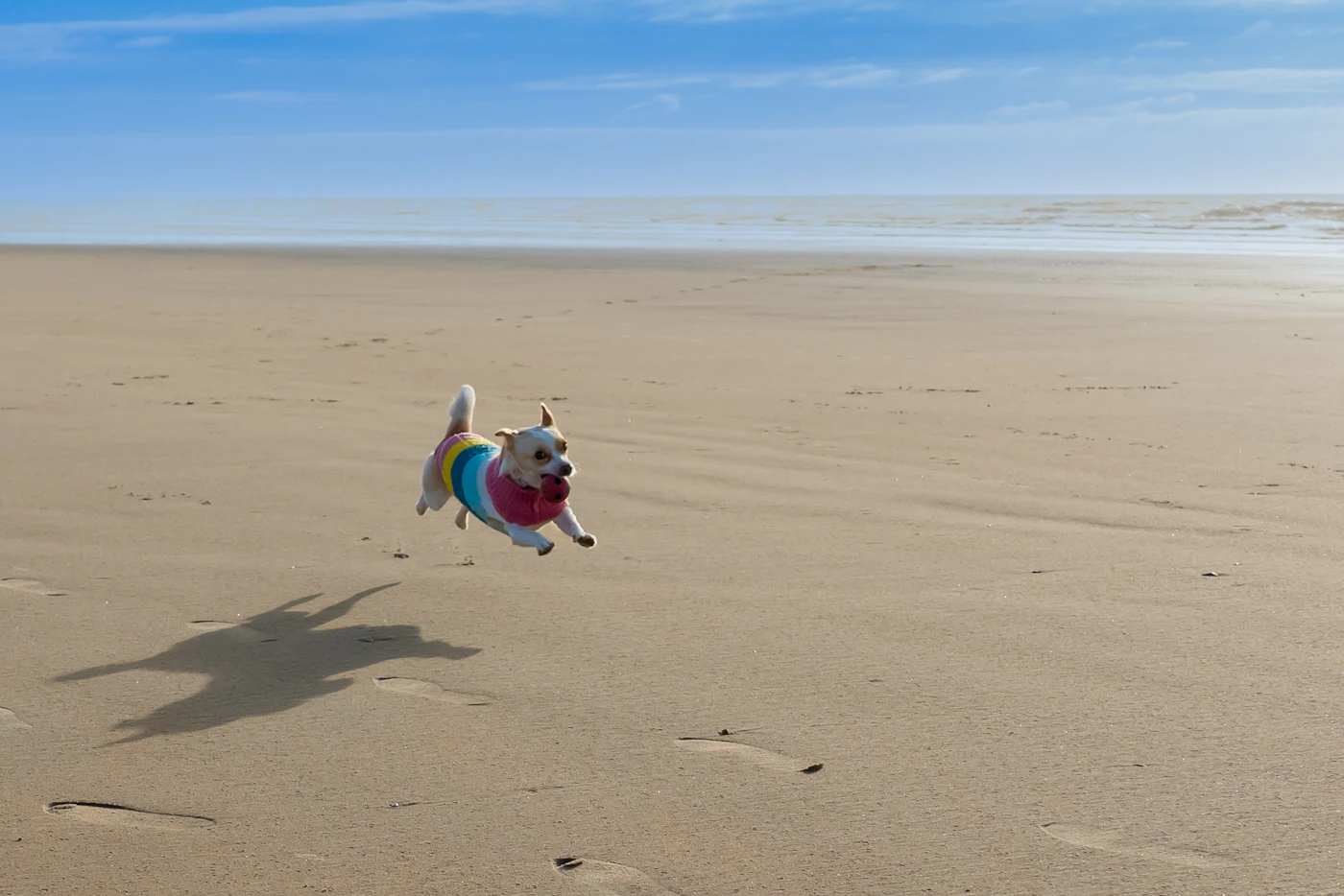 A small dog in a jumper leaping across the sand at low tide