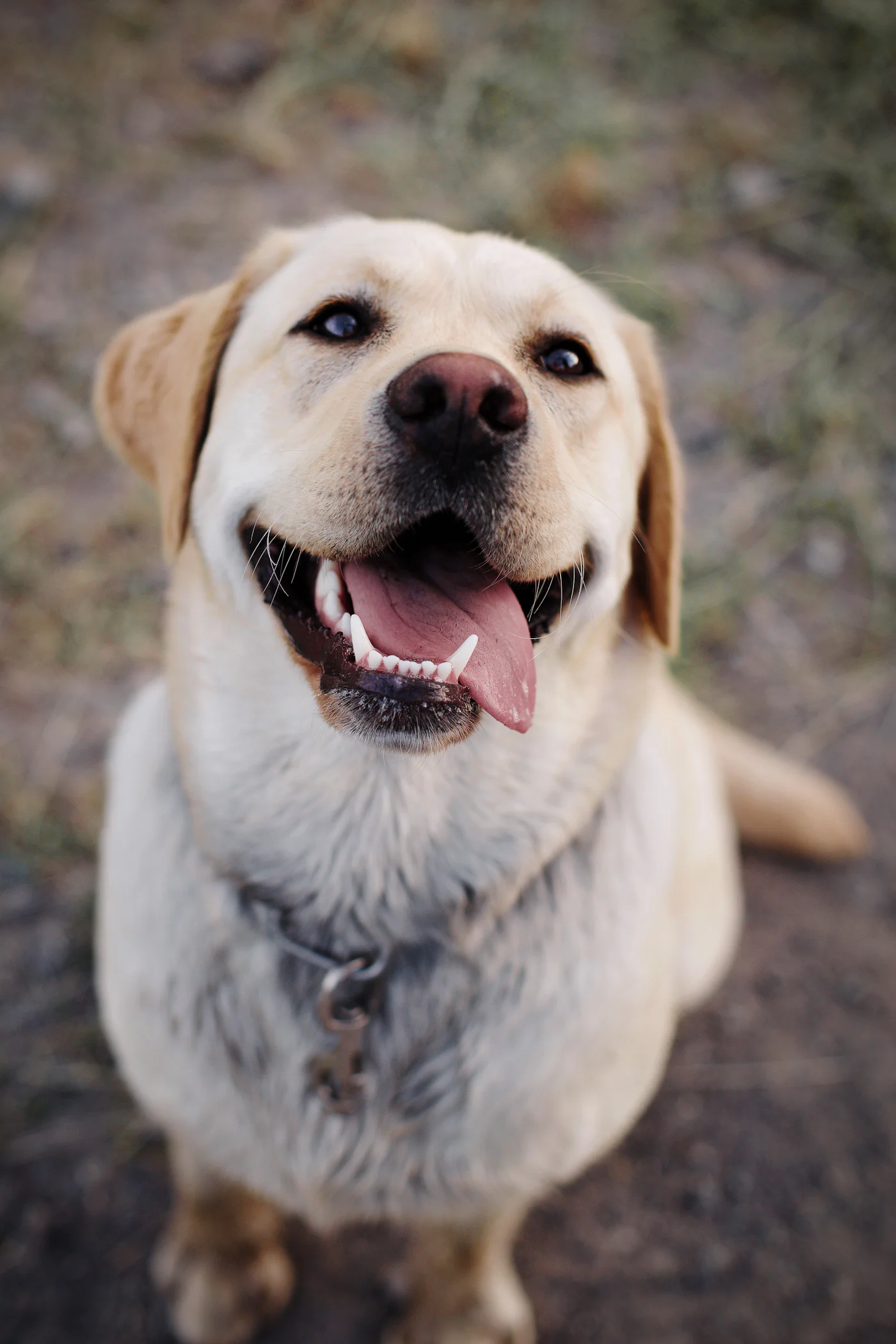 Biscuit the Labrador