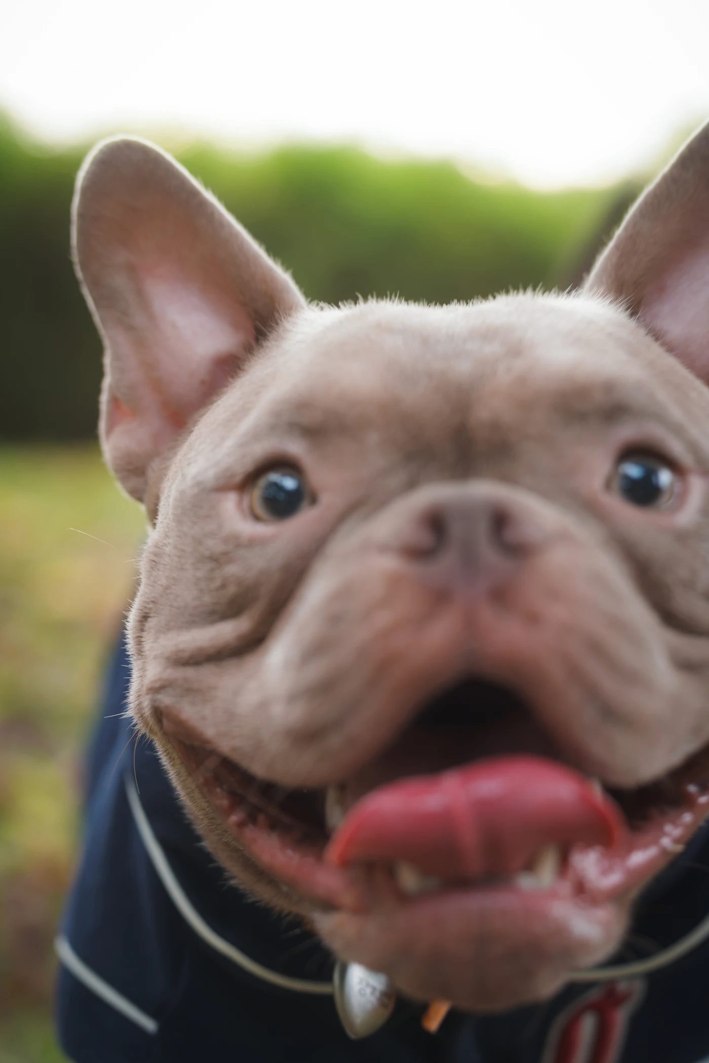 Doug the French bulldog