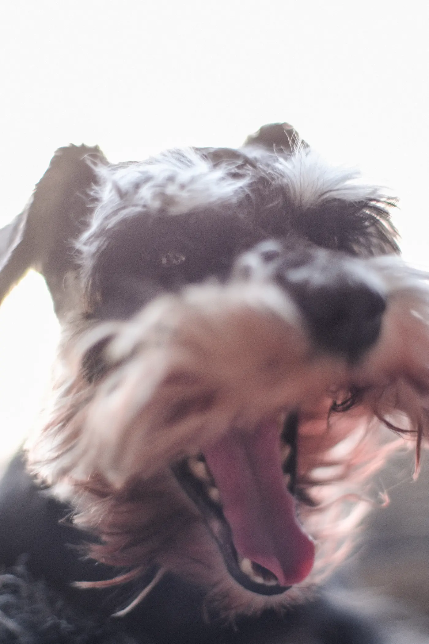 Nora the Schnauzer