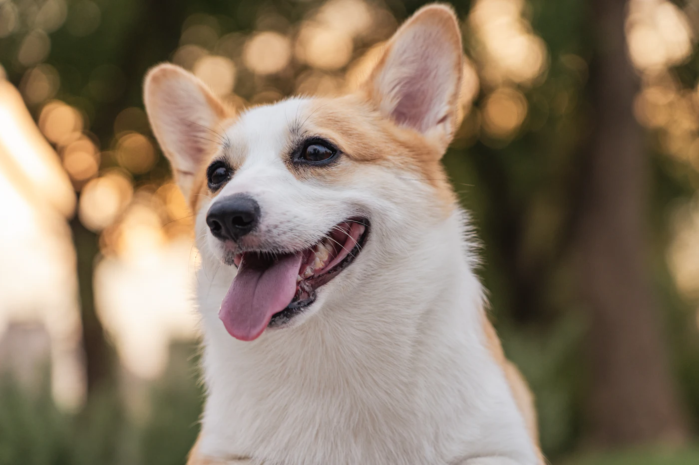 Pickle the Corgi