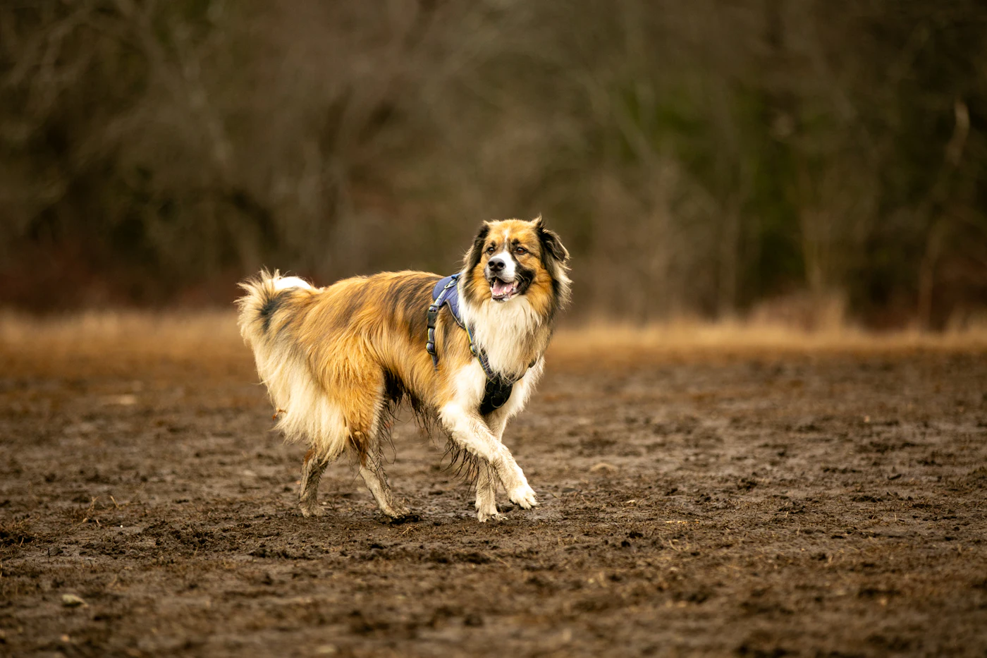 Rolo the Aussie cross