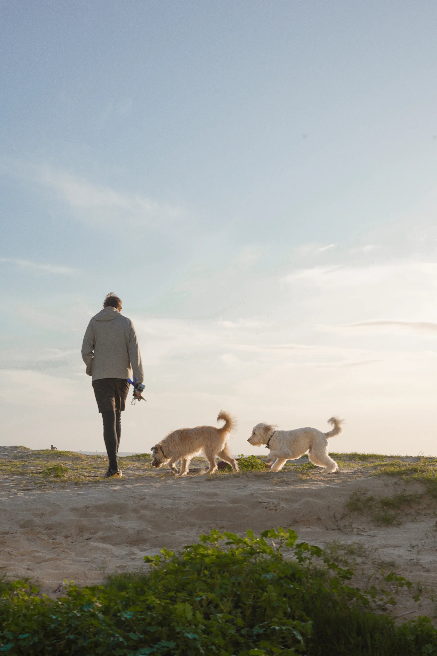 Theo walking two dogs along a hilltop path at sunrise