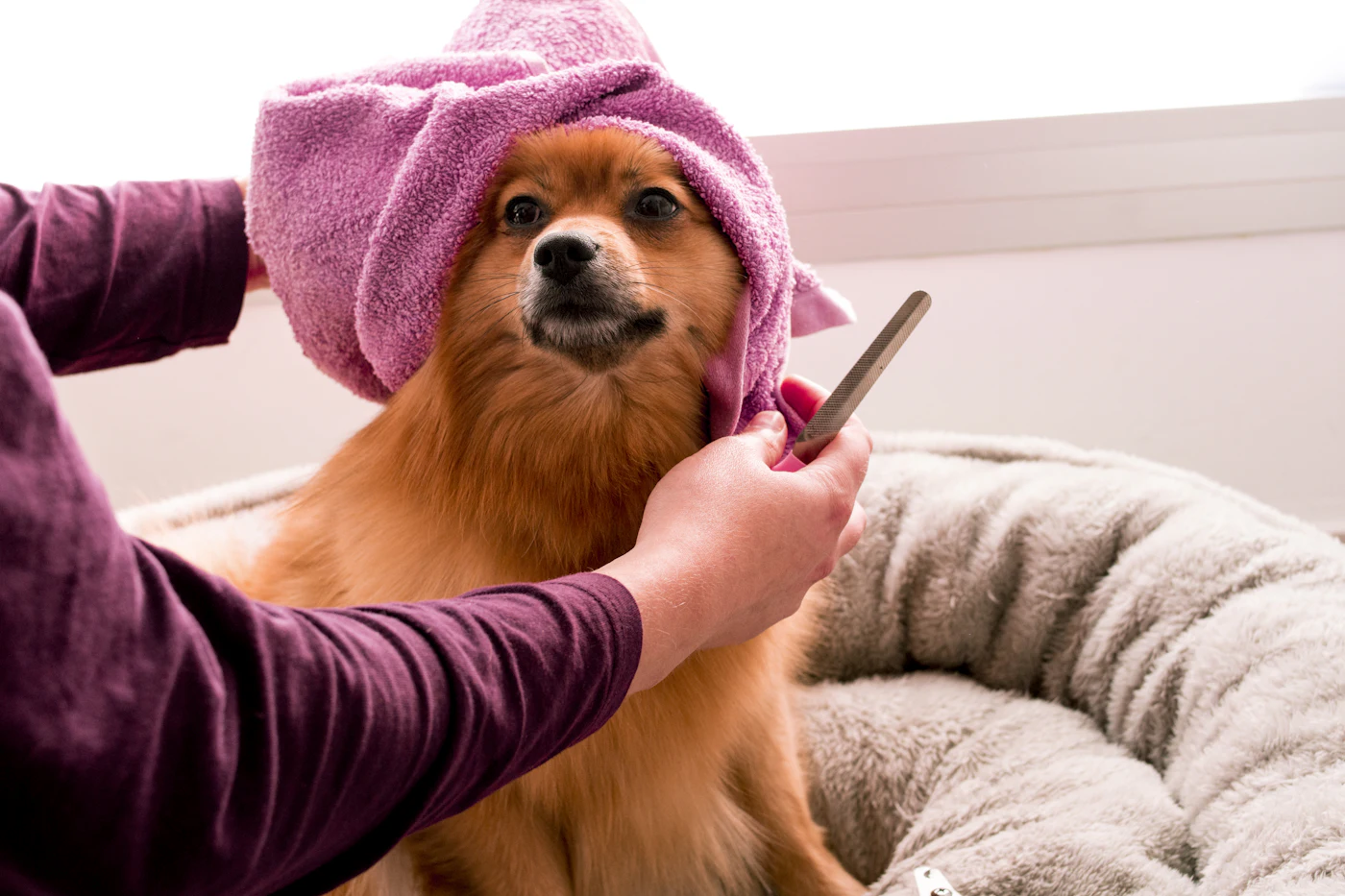 A Pomeranian wrapped in a pink towel after a bath