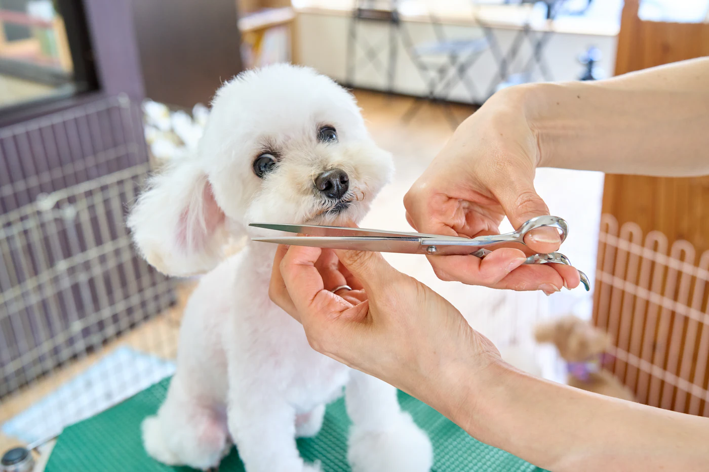 A white poodle having the fur round its face trimmed with scissors